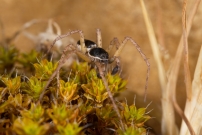 Le Philodrome disparate. Un mle (Araneae - Philodromidae - Philodromus dispar)